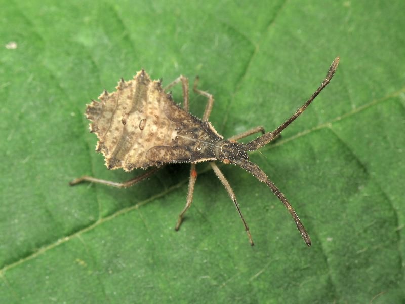 Syromastus rhombeus (Linnaeus, 1767)
